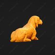 933-Basset_Fauve_de_Bretagne_Pose_09.jpg Basset Fauve de Bretagne Dog 3D Print Model Pose 09