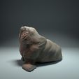 walrus2.jpg Mors