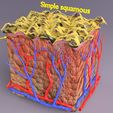 pr1.jpg epithelial cells types collection 3D
