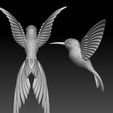 679870.jpg colibri humming bird