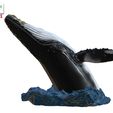 Humpback-Whale-Head-off-the-Water-color-5.jpg Humpback Whale Head off the Water 3D printable model