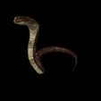 13140-POL.jpg KING COBRA RIGGED ANIMATED FBX OBJ BLEND FILE 3DSMAX C4D UNITY UNREAL MAYA COBRA REPTILE SNAKE CREATURE MONSTER COBRA COBRA