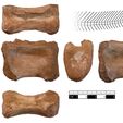 Spinosaurus_sp_vert_caudal34.jpg Spinosaurus Tail Vertebra