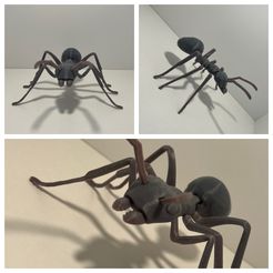 ANT