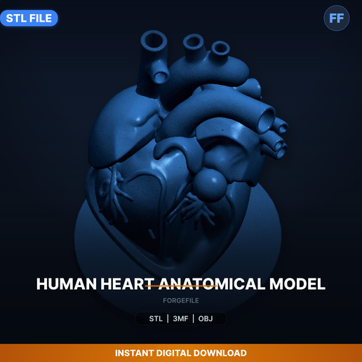 Human Heart Anatomical Model - 3D Printable STL File