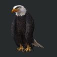 10.jpg Eagle Eagle - DOWNLOAD Eagle 3d Model - Animated for Blender-Fbx-Unity-Maya-Unreal-C4d-3ds Max - 3D Printing Eagle Eagle BIRD - DINOSAUR - POKÉMON - PREDATOR - SKY - MONSTER