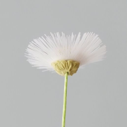 💐 Fleabane / Harujion Flower Petals・ STL File for 3D printing・Cults