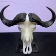 buffalo2.jpg Mini bêtes crâne de buffle africain