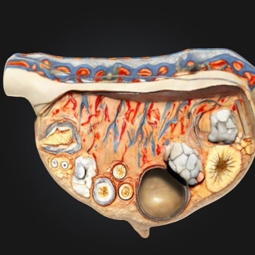 3D Relief Model of the Ovary 3D model