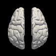 16.png 3D Model of Brain with Cerebellum and Brain Stem