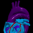7.png 3D Model of Heart and Lungs