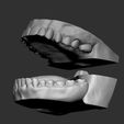 dentecorte13.jpg Arch Anatomical Model/ Dental prototype (Fixed & Articulated Versions) - 1:1 Scale