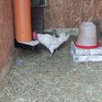 1677407578475.jpg poultry feeder