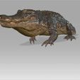 10401-POL.jpg Alligator REPTILE MAMMAL WATER SEA RIVER FISH Alligator SEA 3D Alligator