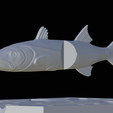 Am-bait-breaking-barracuda-13cm-4mm-eye-9.png AM bait great barracuda fish 13cm breaking form for predator fishing