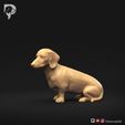 Dachshund-Miniature-Smooth-Haired-Pose-06-Dog-3D-Print-9s.jpeg Teckel miniature à poil lisse Pose 06