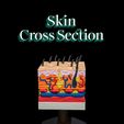 Skin-Cross-Section-thumb.jpg Skin Cross Section