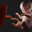 f4.png Month 9 Human embryonic (baby stages)