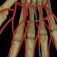 upper-limb-arteries-axilla-arm-forearm-3d-model-blend-5.jpg Upper limb arteries axilla arm forearm 3D model