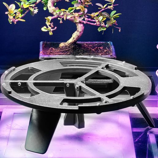 ilex crenata dark green bonsai Mini Garden Rock Garden Japanese Holly