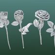 Image00.jpg Rose flowers