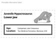 Hypacrosaurus_jaw_label.jpg Dinosaur Hypacrosaurus lower jaw