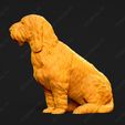 1050-Basset_Griffon_Vendeen_Petit_Pose_06.jpg Basset Griffon Vendeen Petit Dog 3D Print Model Pose 06