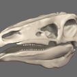 13.jpg Stegosaurus 3D skull