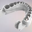 12.jpg 3D Dental Jaws Replica with Detachable Teeth