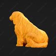 1323-Bearded_Collie_Pose_04.jpg Bearded Collie Dog 3D Print Model Pose 04