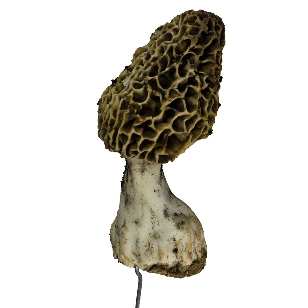 morel2-2.jpg STL-Datei morel mushrooms set of 5 herunterladen • 3D-druckbares Modell, eman1030b