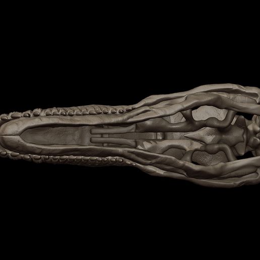 velociraptor-skull-3d-print-model-3d-model-bf38c0ba45.jpg Cráneo de velociraptor