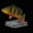 peacock-bass-trophy-1-1-13.png Peacock bass (Cichla ocellaris) fish in motion trophy statue for 3d printing