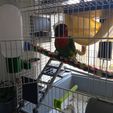 escalera-en-jaula-01.jpg Ladder for cage for lovebirds or small birds