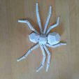 IMG_20231008_154201.jpg Spider low poly print in place
