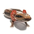 PXL_20231121_000344544-01.jpg Mudpuppy (Necturus maculosus)