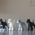 SailorTheMiniSchnauzerDemoPrints3.jpg Sailor - Miniature Schnauzer