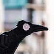 2-5.jpg Pigeon scaring Crow