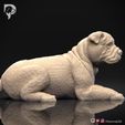 Bulldog-Pose-09-Dog-3D-Print-2s.jpeg Bulldog Dog 3D Print Model Pose 09