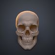 Human_Skull_Render_3Demon.648.jpg Anatomically Correct Human Skull - Homo Sapiens Sapiens