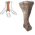 hypacrosaurus metatarsal.jpg Dinosaurierknochen - Hypacrosaurus Mittelfußknochen