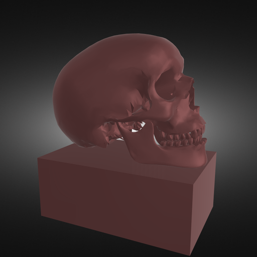 Без-названия-render-2.png crânio