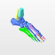 1.jpg RIGHT FOOT BONE-3D BONES OF THE ANKLE AND FEET