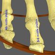 limbs-with-girdle-bones-name-parts-text-labelled-3d-model-ecb5fbadf3.jpg Limbs With Girdle bones name parts text labelled 3D model