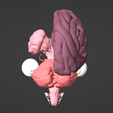 8.png 3D Model of Brain, Brain Stem and Eyes