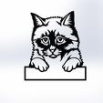 kedi-ve-alt-kutusu.jpg CAT