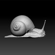 snail2.jpg Snail - Snail 3d model for 3d print