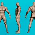 muscular-male-anatomy-figure-3d-model-fa464a5e1a.jpg Muscular Male Anatomy Figurine