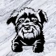 Sin-título.jpg YORKIPOO DOG WALL DECORATION WALL MURAL DECORATION PET DOG DECO WALL HOUSE PET REALISTIC ANIMAL ORNAMENT LOVE DOGS