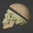 11.png 3D Model of Skull and Brain with Brain Stem